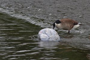 River Thames ‘severely polluted with plastic’