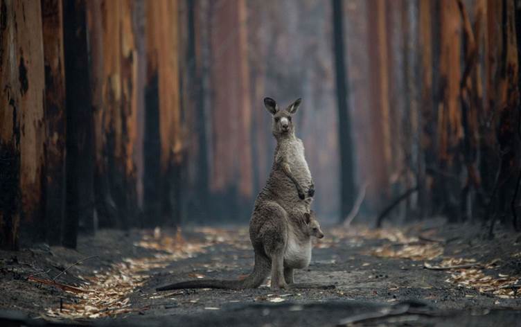 Avustralya’daki yangınlarda 3 milyar hayvan ‘öldü ya da yerinden oldu’