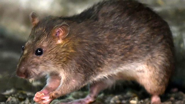 İngiltere’de koronavirüs salgınında sıçanlar yavrularını yemeye ve evlere girmeye başladı