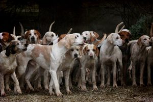 Hindistan’ın Nagaland eyaletinde köpek eti yasaklandı