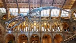 Covid-19 önlemleriyle kapatılan Londra Doğa Tarihi Müzesi açılıyor