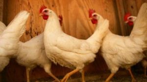 Brezilya’dan Çin’e gönderilen tavuk kanatlarında koronavirüs tespit edildi