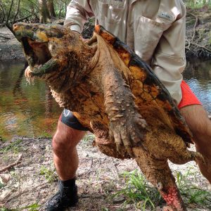 Dünyanın en büyük timsah kapan kaplumbağası yakalandı
