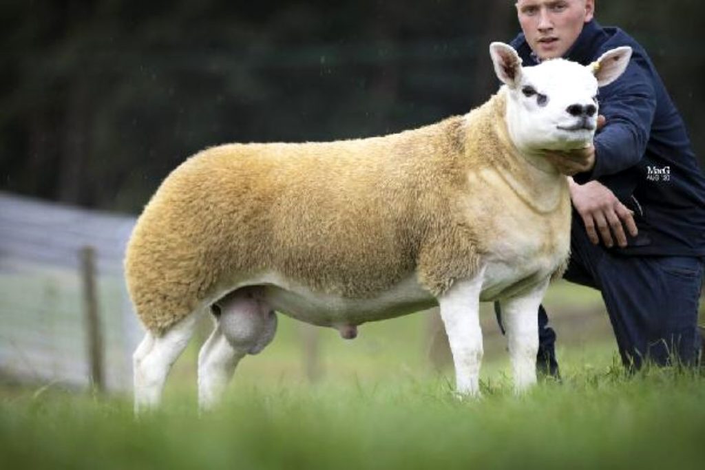 İskoçya’da dünyanın en pahalı koyunu 368 bin sterline satıldı