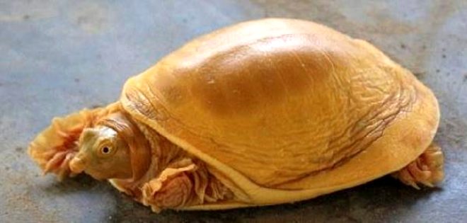 Altın renkli kaplumbağa Nepal’in yeni gözdesi