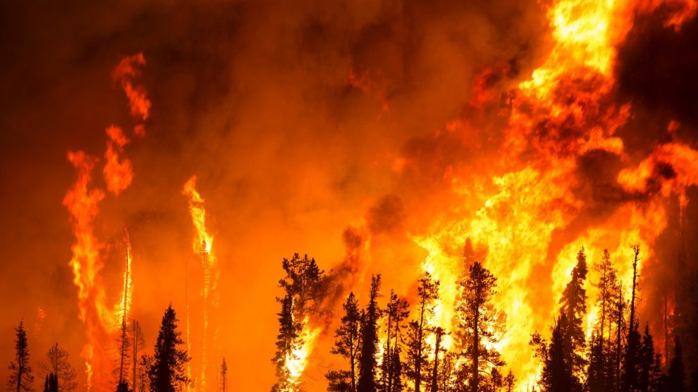 Orman yangınlarının yüzde 75’i insan eliyle çıkarılıyor