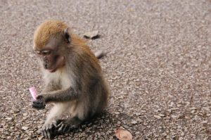 İngiltere’de genç çift hırsız maymunların gazabına uğradı