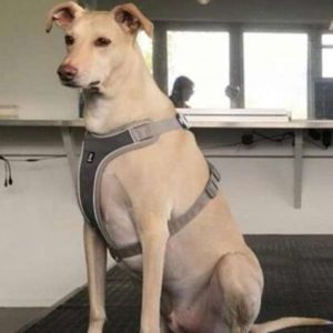 Köpekler koronavirüslü yolcuları koklayarak bulacak