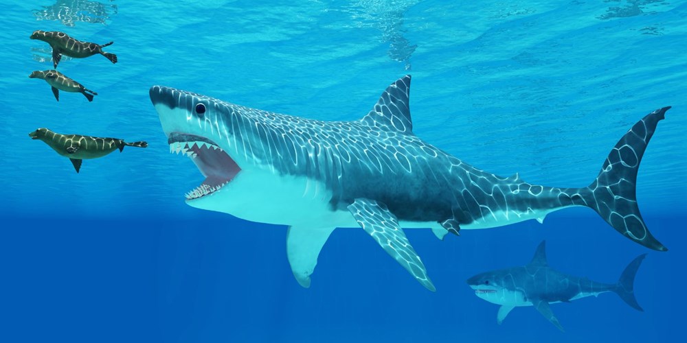 Megalodon köpekbalığının gerçek boyutları ilk kez ortaya çıktı