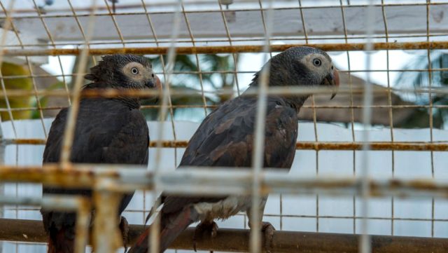 İngiltere’de hayvanat bahçesinde, birbirlerine küfür eden beş papağan farklı bölümlere konuldu