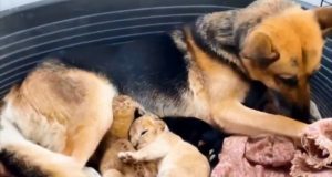 Terk edilen aslan yavrularına köpek annelik yapıyor