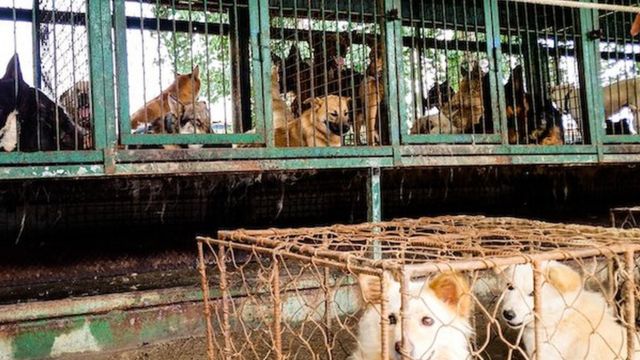 Güney Kore’de 200 köpeğin tutulduğu yeni bir köpek eti pazarı tespit edildi