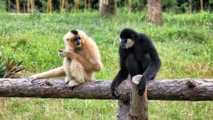 Dünyanın en nadir primatını kurtarmak için “umut köprüsü” oluşturuldu