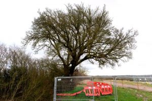 İngiltere’de 250 yıllık armut ağacı tren yolu yapımı için kesildi