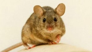 İsrail’de koronavirüsten sonra fare paniği: 50 kişiye bulaştı!