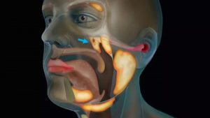 Bilim adamları prostat kanseri üzerine araştırmalar yaparken boğazda yeni bir organ keşfettiler.
