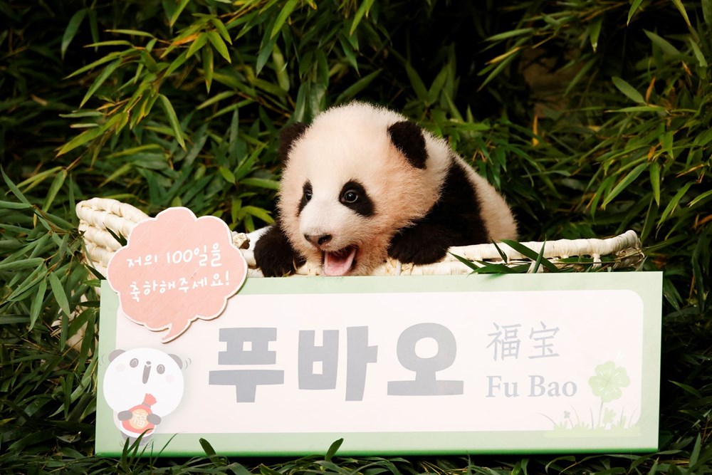 Güney Kore’de doğan ilk panda dünyaya tanıtıldı