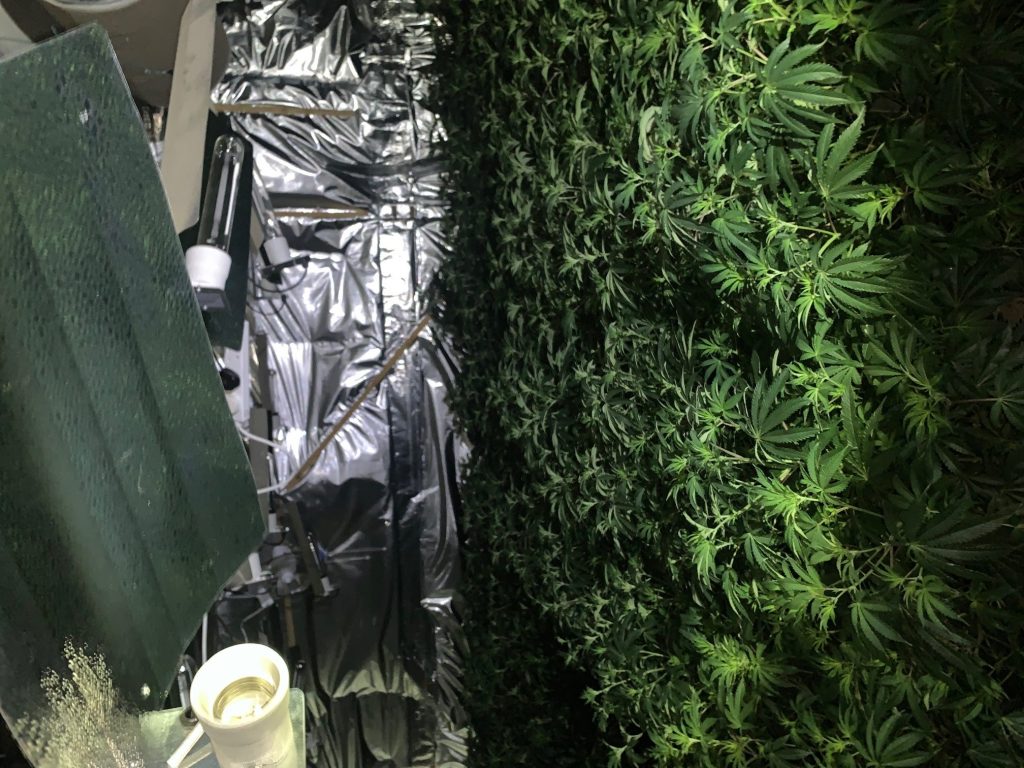 Police find £1 million worth of Cannabis in North West London
