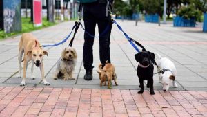 Çin kasabasında köpek gezdirme yasağı: Üç kez ihlal edenlerin köpeği öldürülecek