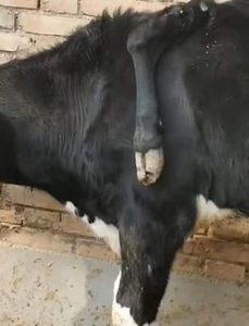 Çin’de 5 bacaklı inek görenleri şaşırttı