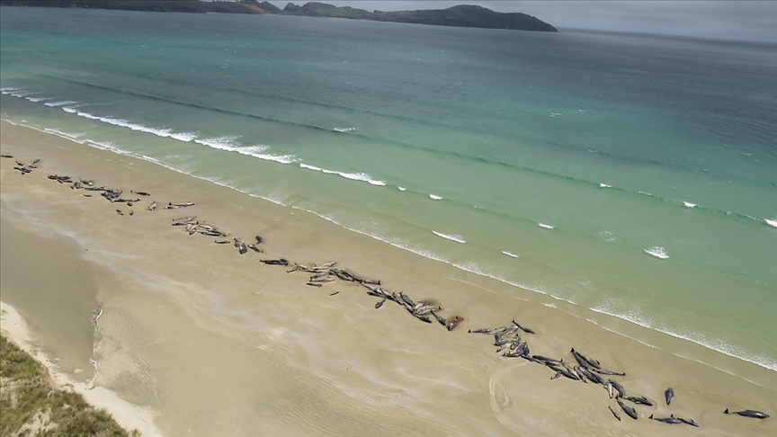 Yeni Zelanda’nın Chatnam Adaları’nda 120’den fazla balina ve yunus karaya vurdu
