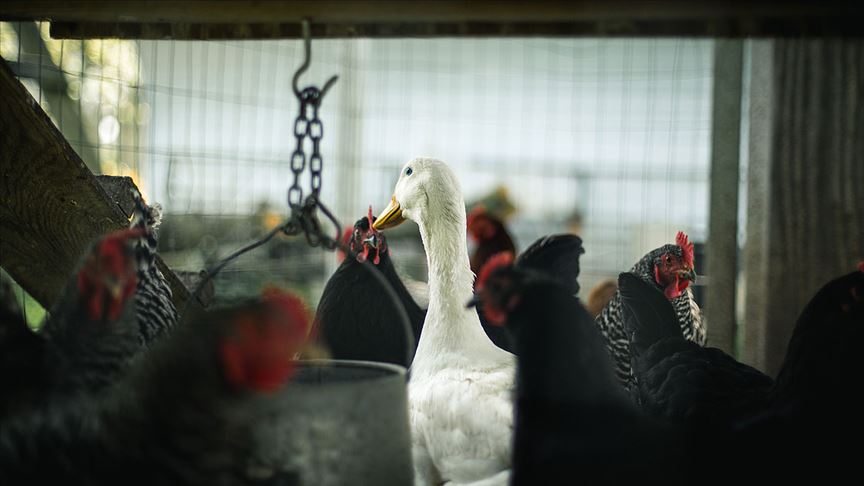 Fransa’da kümes hayvanlarına ‘kuş gribi’ karantinası