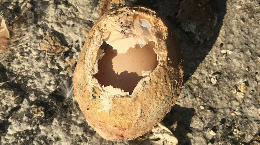 Milyonda bir görülüyor: 4 katmanlı yumurtadan yumurta çıktı