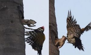 Hindistan’da 8 metrede yükseklikte sincap ile ağaçkakanın kavga anı görüntülendi