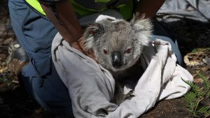 Avustralya’daki yangınlardan en az 60 bin koala etkilendi