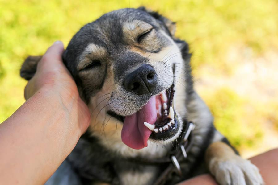 Köpek sahiplerini üzecek araştırma: “Dediklerinizi gerçekten anlamıyorlar”