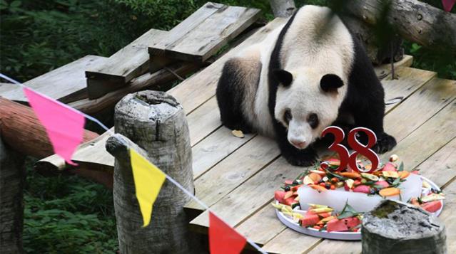 Dünya’nın en yaşlı pandası hayatını kaybetti