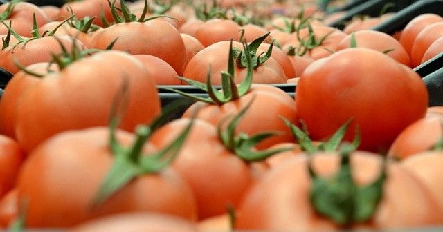 Rusya, Azerbaycan’dan domates ithalatını yasaklıyor
