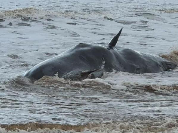 İngiltere’de kıyıya vuran dev balinaları paniğe neden oldu