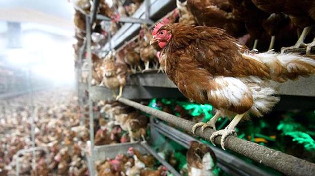 Polonya’da kuş gribi nedeniyle 1 milyona yakın tavuk itlaf edildi