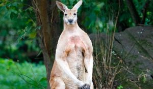 Kangurular iletişim kurabiliyor