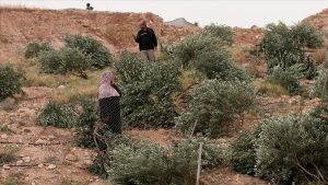 İsrail askerleri Batı Şeria’da Filistinlilere ait onlarca zeytin ağacını söktü