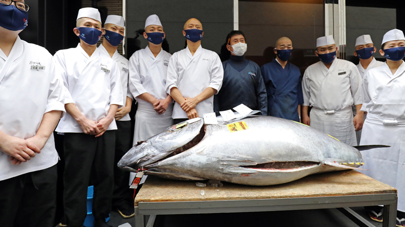 Mavi yüzgeçli 208 kiloluk orkinos 143 bin pound’a satıldı