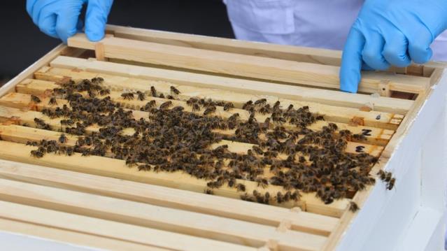 Uyuşturucu ile mücadele için bal arılarını kullanacak