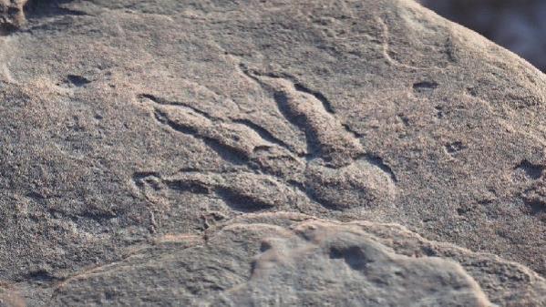 4 yaşındaki çocuk, 220 milyon yıllık dinozor ayak izini keşfetti