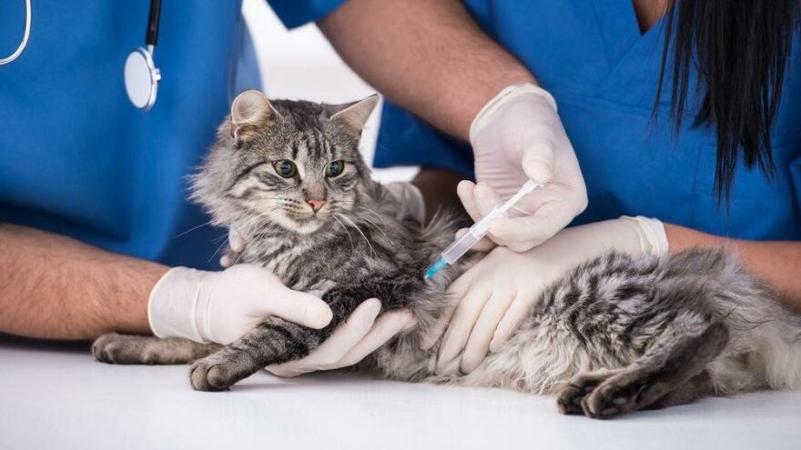 Uzmanlardan uyarı: Evcil hayvanlara da aşı yapılmalı