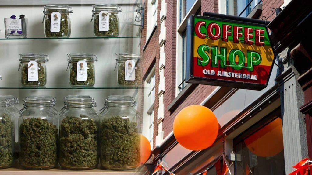 голландия цены марихуану