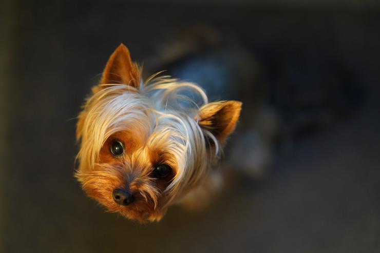 Hortumun uçurduğu köpek, eve dönmeyi başardı