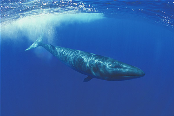 Akdeniz’de cep telefonuyla fin balinası görüntülendi