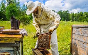 Galler’de binlerce arı kovanı ve arı çalındı