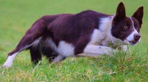 27 bin pound’a satılan köpek, yeni sahibinin koyunlarına çobanlık yapıyor
