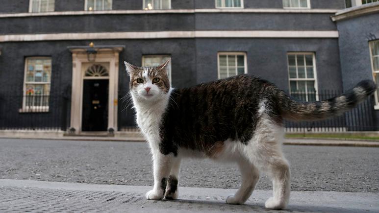 Downing Sokağı 10 numaranın ünlü kedisi Larry, 2 başbakan eskitti