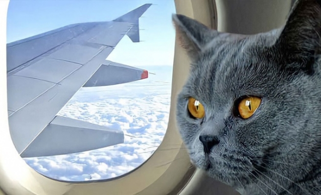 Kedinin pilotlara saldırıp ‘kaçırdığı’ uçak acil iniş yaptı