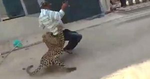 Şehre inen leopar insanlara saldırdı