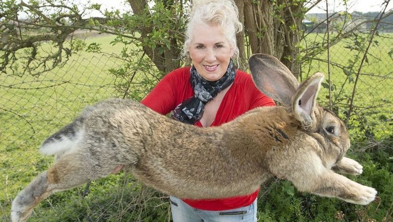 İngiltere’de dünyanın en büyük tavşanı kaçırıldı