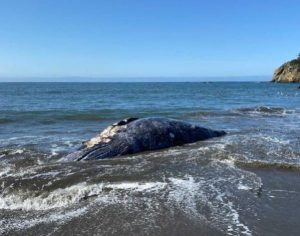 8 gün içinde 4 gri balina cesedi bulundu